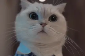 是时候展现做猫的真正技术了！#阿飞和巴弟#养猫基本款视频封面