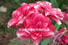 朱顶红人气最高的10款 看看你手上有没有？#花卉绿植 #朱顶红视频封面