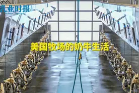 美国牧场的奶牛生活视频封面
