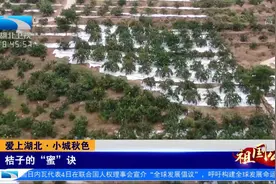 爱上湖北 · 小城秋色丨桔子的“蜜”诀视频封面