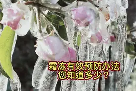 霜冻的有效预防措施您了解多少呢？@顺泰植保 @田园大喇叭视频封面