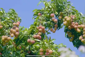 仙进奉荔枝栽培技术春调篇（李平）下集#广西水果技术指导站