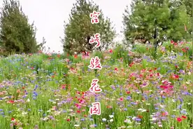 如果你错过了樱花、梨花、海棠花……这个一定不要错过，太美啦！视频封面