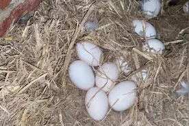 你梦里是不是扒开草丛全是蛋，捡不完，数不清#捡蛋的幸福生活视频封面