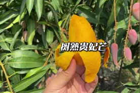 树熟贵妃芒是少有的集众多优点于一身的芒果，香甜多汁非常好吃视频封面
