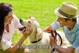 梦到狗预示着什么 #周公解梦视频封面