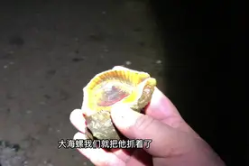 赶海遇到一只觅食的大海螺，移动速度堪比乌龟#赶海 #新农人计划视频封面