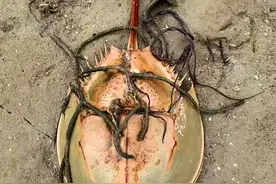 赶海撞见了国家二级保护动物——鲎（hou)