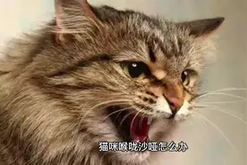 🤔猫咪喉咙沙哑怎么办？快来了解一下吧！