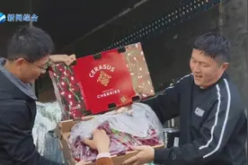 车厘子是一种高档水果，市面上卖得贵，主要是运输成本太高了视频封面