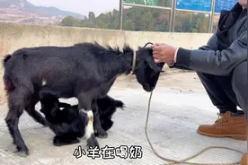 亲娘不如养娘亲，也有可能是身上狗味太重了 #寻找慈利之美视频封面