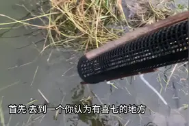 黄鳝直笼操作方法。 #我是沙皮狗 #沙皮狗路亚 #抓黄鳝 #真实户外视频封面