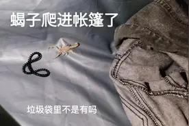 在喀什附近露营，蝎子爬进帐篷了#大美新疆 #记录真实生活视频封面