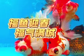 福州西湖金鱼展#好运金鱼 #现场实拍 #祝大家年年有鱼视频封面