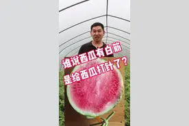 谁传的西瓜有白筋是给西瓜打针了#种西瓜#西瓜种植#农业种植视频封面