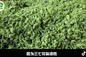 三七花：气微，味甘微苦，降血脂、降血压、减肥，防癌、抗癌视频封面