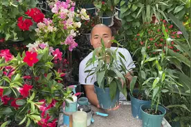 盆栽富贵竹怎么养更旺盛，每次浇水补充营养，营养足够生长更旺盛视频封面