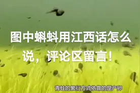 蝌蝌在各个地方怎么用方言说！视频封面