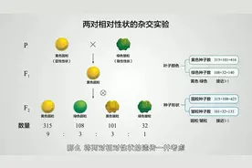 孟德尔豌豆杂交实验二：基因的自由组合定律#自由组合 #孟德尔视频封面