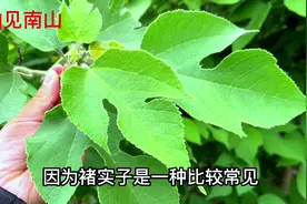 农村常见的构树，一种善于隐藏自己的植物，你了解多少呢？视频封面