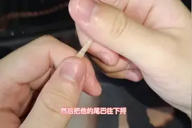 如何区分蛇的公母？#爬宠 #宠物蛇 #玉米蛇 #王蛇 #区分公母