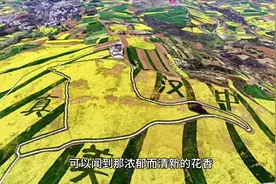 2024汉中油菜花节洋县主会场小作文来啦#汉中 #小作文 #洋县视频封面