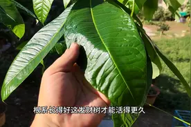 发财树从没根没叶子到枝繁叶茂，应该怎么养护#发财树 #一起养花视频封面