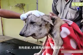 可怜的流浪狗被人用线将脖子勒住，伤口已经血肉模糊#解救流浪狗视频封面