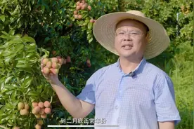 仙进奉荔枝栽培技术春调篇（李平）上集#广西水果技术指导站