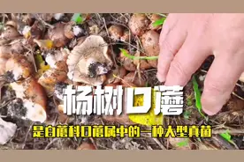 从土里扒拉出来的美味蘑菇：杨树口蘑 #萌知计划 #抖音自然视频封面