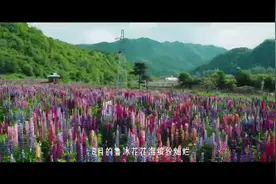 这里是陕西海拔最高的县太白县，每看一眼都很治愈视频封面