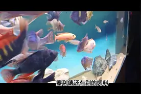 三湖慈鲷饲料选择#三湖慈鲷 #观赏鱼 #你在抖音搜什么