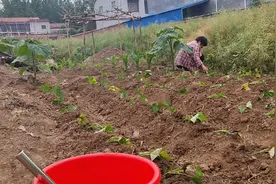 栽春红薯苗啦，几个月后就可以收获大红薯啦#我的乡村生活视频封面