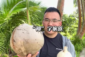 “椰”字开头这么多种类，他们到底有什么区别