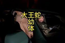 大王蛇幼体，菜花蛇幼体#王锦蛇 #菜花蛇视频封面