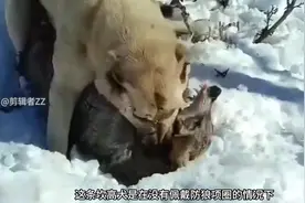 坎高犬单挑野狼，以一狗之力，活捉和它体型相同的狼#坎高犬视频封面