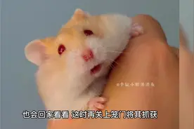 仓鼠越狱了怎么找回来？#仓鼠 #金丝熊 #养鼠日常分享 #养鼠攻略视频封面