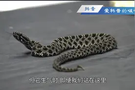 蟒蛇猎人：搜寻响尾蛇#毒蛇 #探险视频封面