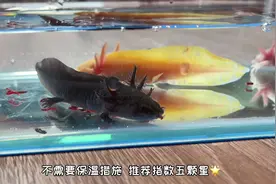 懒人必备宠物推荐｜家里20多种小动物，到底哪个最省心？视频封面
