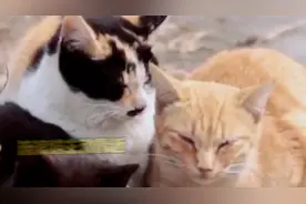 流浪猫主动靠近是在求收养吗？#宠物知识 #流浪猫 #流浪猫救助视频封面