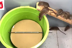 用水桶简单做成的捕鼠器，好用耐用！ #抓老鼠 #老鼠 #捕鼠器
