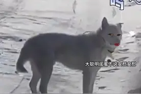 二哈：我与狼有啥关系！#看一遍笑一遍 #万万没想到