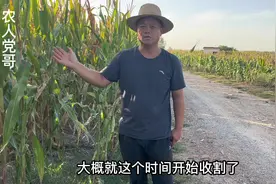 河南南阳当地的玉米，什么时候开始收割，党哥带你去现场了解