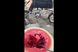 小折叠带着钛合金拖车骑行越南酷热难耐，唯有西瓜安抚  广义视频封面