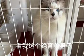 你们要的大胖宝宝来喽！日常欺负小胖猫！#萌宠出道计划