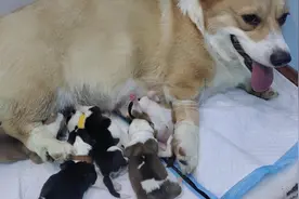 双击接好孕！！怀孕65天柯基宝宝终于诞生了#宠物医院 #接生视频封面