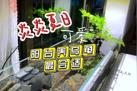 阳台上500元买来个鱼缸，放点石头放点沙，又是一道亮丽风景线视频封面