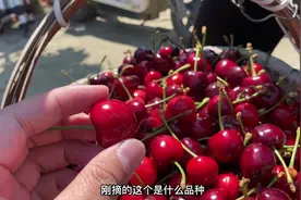 实拍泰安樱桃采摘园，价格没有想象中的那么便宜，但是樱桃很大视频封面