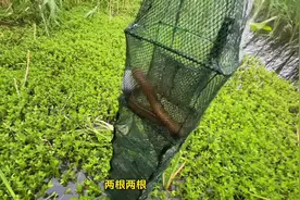 刀鳅 能吃吗？ 看看今天36张散网能有多少条子吧！ #真实户外