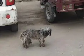 高集断腿狗狗后续，前去几趟，没有发现那只腿上带夹子的断腿狗视频封面